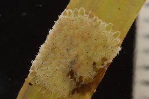  ( - ZMBN_162191)  @11 [ ] Creative Commons BY SA (2024) University of Bergen Natural History Collections