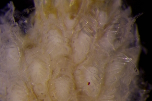  ( - ZMBN_166040)  @11 [ ] Creative Commons BY SA (2024) University of Bergen Natural History Collections