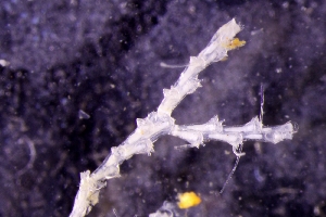  ( - ZMBN_166042)  @11 [ ] Creative Commons BY SA (2024) University of Bergen Natural History Collections