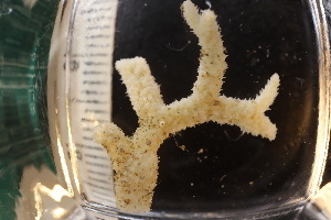  ( - ZMBN_166082)  @11 [ ] Creative Commons BY SA (2024) University of Bergen Natural History Collections