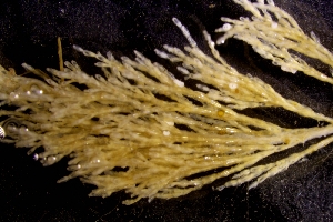  ( - ZMBN_166207)  @11 [ ] Creative Commons BY SA (2024) University of Bergen Natural History Collections