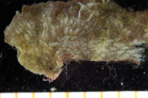  (Alcyonidioides mytili - ZMBN_182330)  @11 [ ] CreativeCommons Attribution Non-Commercial Share-Alike (2025) University of Bergen, Natural History Collections University of Bergen, Natural History Collections