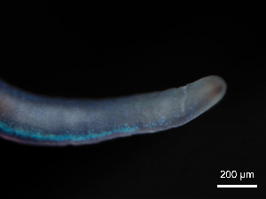  ( - Co_Mon_013)  @11 [ ] CreativeCommons  Attribution Non-Commercial Share-Alike (2023) Smithsonian Tropical Research Institute Smithsonian Tropical Research Institute