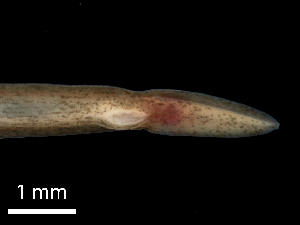  (Lineidae sp. CB145 - Co_Mic_001)  @11 [ ] CreativeCommons  Attribution Non-Commercial Share-Alike (2023) Smithsonian Tropical Research Institute Smithsonian Tropical Research Institute