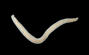  (Drepanophorus sp. SMGM011 - GLTZ-0362)  @11 [ ] copyright (2024) Svetlana Maslakova University of Oregon