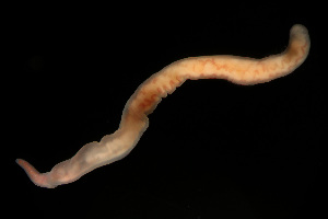  (Amphiporus sp. SMGM034 - GLTZ-0411)  @11 [ ] copyright (2024) Svetlana Maslakova University of Oregon