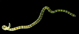  (Notospermus sp. SMGM030 - GLTZ-2478)  @11 [ ] copyright (2024) Svetlana Maslakova University of Oregon