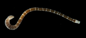  (Notospermus sp. SMGM031 - GLTZ-2484)  @11 [ ] copyright (2024) Svetlana Maslakova University of Oregon