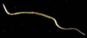  ( - GLTZ-0249)  @11 [ ] Copyright (2024) Svetlana Maslakova Oregon Institute of Marine Biology