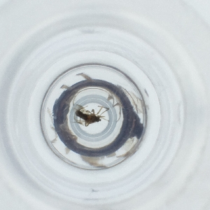  ( - NENM_020_H2)  @11 [ ] by (2023) Wellcome Sanger Institute (Genome Research Limited) Wellcome Sanger Institute (Genome Research Limited)