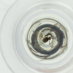  ( - NENM_042_H6)  @11 [ ] by  Genome Research Ltd as Wellcome Sanger Institute Genome Research Limited operating as Wellcome Sanger Institute