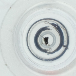  ( - NENM_052_H7)  @11 [ ] by  Genome Research Ltd as Wellcome Sanger Institute Genome Research Limited operating as Wellcome Sanger Institute