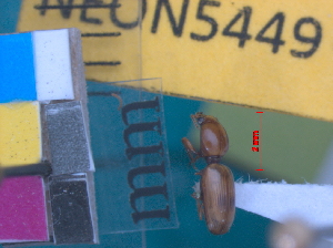  (Dyschirius pallipennis - NEONTcarabid5449)  @12 [ ] Copyright (2012) J. Everhart and J. Spencer National Ecological Observatory Network (NEON) http://www.neoninc.org/content/copyright