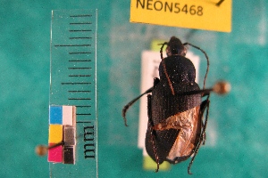  ( - NEONTcarabid5468)  @12 [ ] Copyright (2012) Barton, M National Ecological Observatory Network (NEON) http://www.neoninc.org/content/copyright