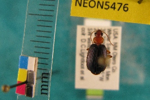  ( - NEONTcarabid5476)  @13 [ ] Copyright (2012) Barton, M National Ecological Observatory Network (NEON) http://www.neoninc.org/content/copyright