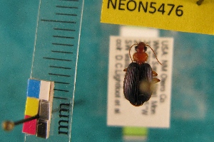  (Lebia subdola - NEONTcarabid5476)  @13 [ ] Copyright (2012) Barton, M National Ecological Observatory Network (NEON) http://www.neoninc.org/content/copyright