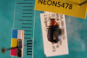  (Lebia subdola - NEONTcarabid5478)  @13 [ ] Copyright (2012) Barton, M National Ecological Observatory Network (NEON) http://www.neoninc.org/content/copyright
