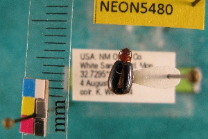  ( - NEONTcarabid5480)  @12 [ ] Copyright (2012) Barton, M National Ecological Observatory Network (NEON) http://www.neoninc.org/content/copyright