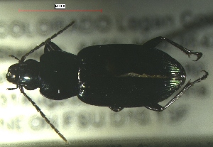  ( - NEONTcarabid145)  @13 [ ] Copyright (2010) Blevins, KK and Travers, PD National Ecological Observatory Network (NEON) http://www.neoninc.org/content/copyright