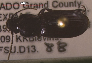 ( - NEONTcarabid251)  @13 [ ] Copyright (2010) Blevins, KK and Travers, PD National Ecological Observatory Network (NEON) http://www.neoninc.org/content/copyright