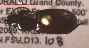  ( - NEONTcarabid264)  @13 [ ] Copyright (2010) Blevins, KK and Travers, PD National Ecological Observatory Network (NEON) http://www.neoninc.org/content/copyright