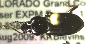  ( - NEONTcarabid323)  @12 [ ] Copyright (2010) Blevins, KK and Travers, PD National Ecological Observatory Network (NEON) http://www.neoninc.org/content/copyright