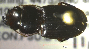  ( - NEONTcarabid410)  @13 [ ] Copyright (2010) Blevins, KK and Travers, PD National Ecological Observatory Network (NEON) http://www.neoninc.org/content/copyright