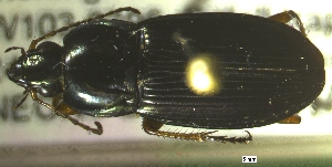  ( - NEONTcarabid539)  @12 [ ] Copyright (2010) Blevins, KK and Travers, PD National Ecological Observatory Network (NEON) http://www.neoninc.org/content/copyright