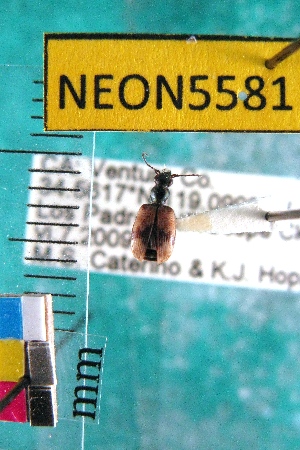  (Lachnophorus elegantulus - NEONTcarabid5581)  @15 [ ] Copyright (2012) Barton, M National Ecological Observatory Network (NEON) http://www.neoninc.org/content/copyright