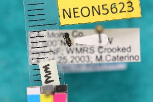  ( - NEONTcarabid5623)  @12 [ ] Copyright (2012) Barton, M National Ecological Observatory Network (NEON) http://www.neoninc.org/content/copyright