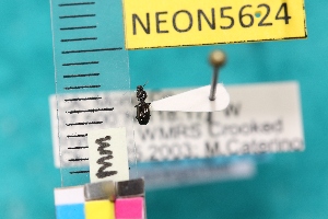  ( - NEONTcarabid5624)  @12 [ ] Copyright (2012) Barton, M National Ecological Observatory Network (NEON) http://www.neoninc.org/content/copyright