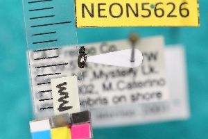  ( - NEONTcarabid5626)  @12 [ ] Copyright (2012) Barton, M National Ecological Observatory Network (NEON) http://www.neoninc.org/content/copyright
