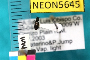  ( - NEONTcarabid5645)  @12 [ ] Copyright (2012) Barton, M National Ecological Observatory Network (NEON) http://www.neoninc.org/content/copyright