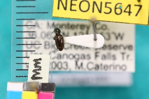  ( - NEONTcarabid5647)  @12 [ ] Copyright (2012) Barton, M National Ecological Observatory Network (NEON) http://www.neoninc.org/content/copyright