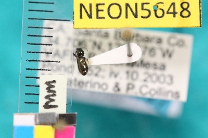  (Dyschirius gibbipennis - NEONTcarabid5648)  @14 [ ] Copyright (2012) Barton, M National Ecological Observatory Network (NEON) http://www.neoninc.org/content/copyright