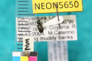  (Dyschirius tridentatus - NEONTcarabid5650)  @12 [ ] Copyright (2012) Barton, M National Ecological Observatory Network (NEON) http://www.neoninc.org/content/copyright