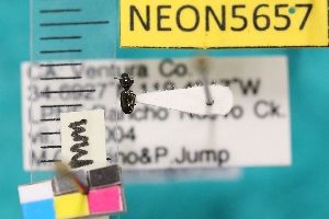  ( - NEONTcarabid5657)  @12 [ ] Copyright (2012) Barton, M National Ecological Observatory Network (NEON) http://www.neoninc.org/content/copyright