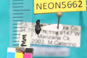  ( - NEONTcarabid5662)  @12 [ ] Copyright (2012) Barton, M National Ecological Observatory Network (NEON) http://www.neoninc.org/content/copyright