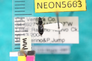  ( - NEONTcarabid5663)  @12 [ ] Copyright (2012) Barton, M National Ecological Observatory Network (NEON) http://www.neoninc.org/content/copyright