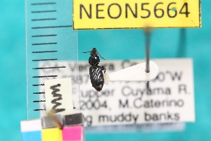  ( - NEONTcarabid5664)  @12 [ ] Copyright (2012) Barton, M National Ecological Observatory Network (NEON) http://www.neoninc.org/content/copyright