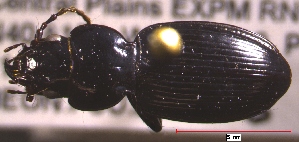  (Cyclotrachelus constrictus - NEONTcarabid572)  @14 [ ] Copyright (2010) Blevins, KK and Travers, PD National Ecological Observatory Network (NEON) http://www.neoninc.org/content/copyright