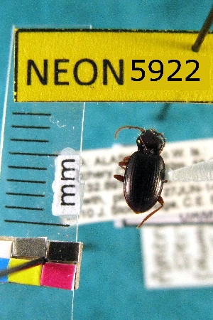  ( - NEONTcarabid5922)  @13 [ ] Copyright (2012) Barton, M National Ecological Observatory Network (NEON) http://www.neoninc.org/content/copyright