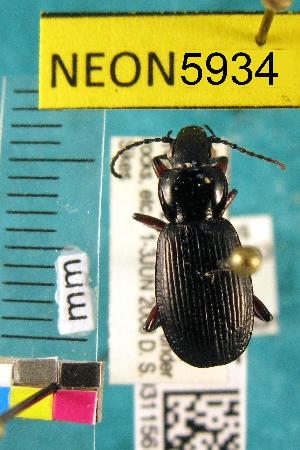  ( - NEONTcarabid5934)  @12 [ ] Copyright (2012) Barton, M National Ecological Observatory Network (NEON) http://www.neoninc.org/content/copyright