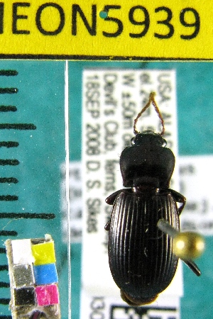  ( - NEONTcarabid5939)  @13 [ ] Copyright (2012) Barton, M National Ecological Observatory Network (NEON) http://www.neoninc.org/content/copyright