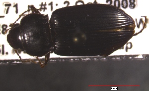  ( - NEONTcarabid603)  @13 [ ] Copyright (2010) Blevins, KK and Travers, PD National Ecological Observatory Network (NEON) http://www.neoninc.org/content/copyright