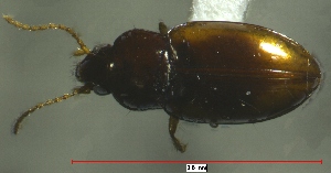  (Elaphropus anceps - NEONTcarabid672)  @14 [ ] Copyright (2010) Blevins, KK and Travers, PD National Ecological Observatory Network (NEON) http://www.neoninc.org/content/copyright