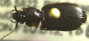  ( - NEONTcarabid695)  @13 [ ] Copyright (2010) Blevins, KK and Travers, PD National Ecological Observatory Network (NEON) http://www.neoninc.org/content/copyright