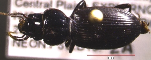  (Cyclotrachelus constrictus - NEONTcarabid859)  @14 [ ] Copyright (2010) Blevins, KK and Travers, PD National Ecological Observatory Network (NEON) http://www.neoninc.org/content/copyright