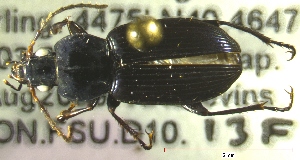  ( - NEONTcarabid862)  @13 [ ] Copyright (2010) Blevins, KK and Travers, PD National Ecological Observatory Network (NEON) http://www.neoninc.org/content/copyright