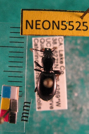  ( - NEONTcarabid5525)  @15 [ ] Copyright (2012) Barton, M National Ecological Observatory Network (NEON) http://www.neoninc.org/content/copyright